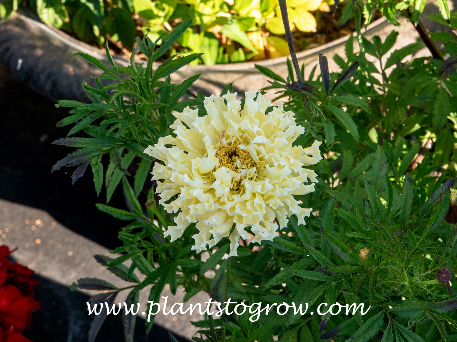 Sugar and Spice Marigold (Tagetes erecta)
